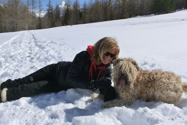 irish soft coated wheaten terrier iulius terriers