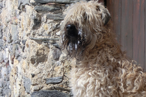 irish soft coated wheaten terrier iulius terriers