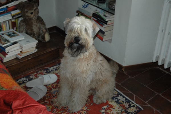 irish soft coated wheaten terrier iulius terriers