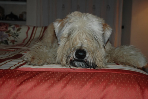 irish soft coated wheaten terrier iulius terriers