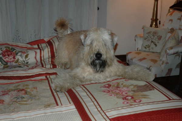 irish soft coated wheaten terrier iulius terriers