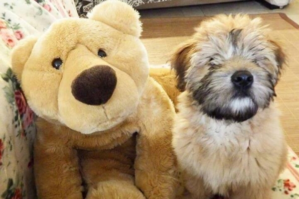 irish soft coated wheaten terrier iulius terriers