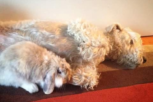 irish soft coated wheaten terrier iulius terriers