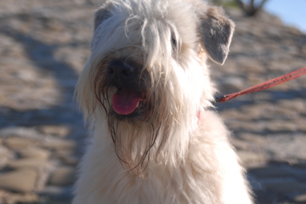 irish soft coated wheaten terrier iulius terriers