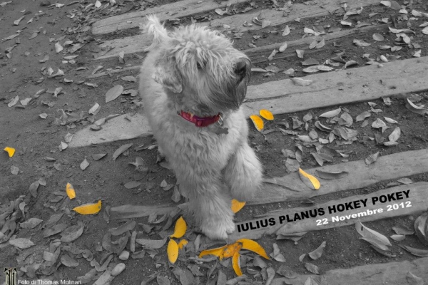 irish soft coated wheaten terrier iulius terriers