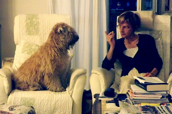 irish soft coated wheaten terrier iulius terriers