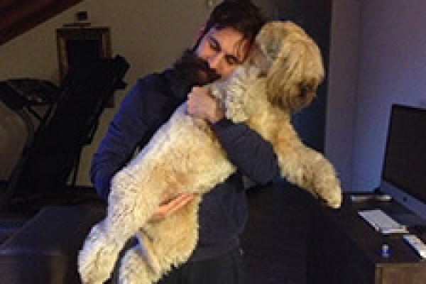 irish soft coated wheaten terrier iulius terriers