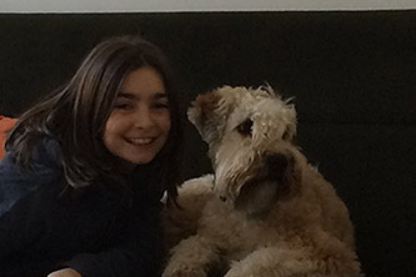 irish soft coated wheaten terrier iulius terriers