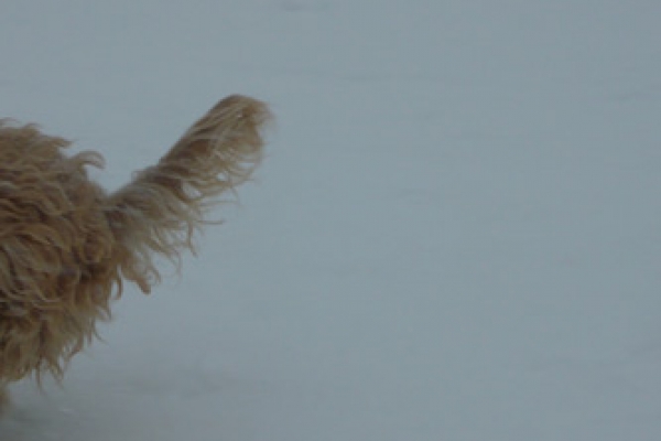 irish soft coated wheaten terrier iulius terriers