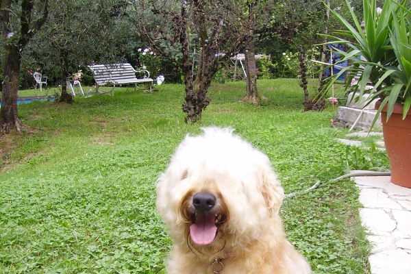 irish soft coated wheaten terrier iulius terriers