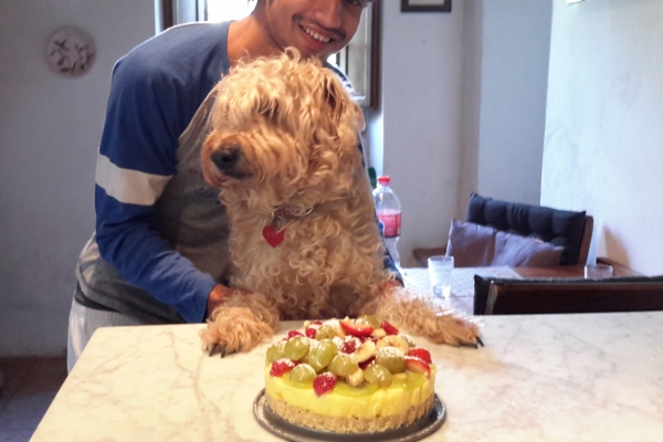 irish soft coated wheaten terrier iulius terriers