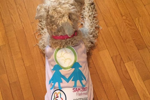 irish soft coated wheaten terrier iulius terriers
