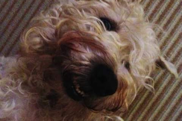 irish soft coated wheaten terrier iulius terriers