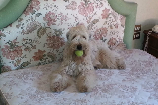 irish soft coated wheaten terrier iulius terriers