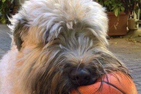 irish soft coated wheaten terrier iulius terriers