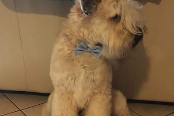irish soft coated wheaten terrier iulius terriers