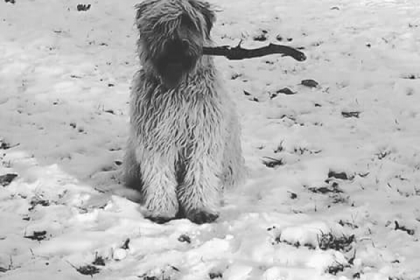 irish soft coated wheaten terrier iulius terriers
