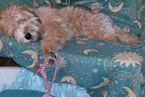 irish soft coated wheaten terrier iulius terriers