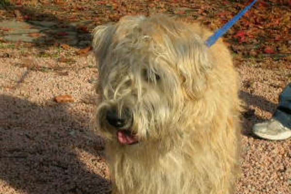 irish soft coated wheaten terrier iulius terriers