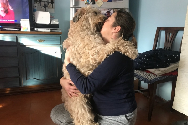 irish soft coated wheaten terrier iulius terriers