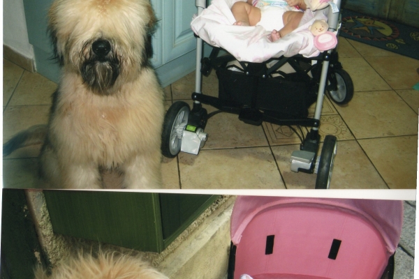 irish soft coated wheaten terrier iulius terriers