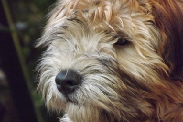 irish soft coated wheaten terrier iulius terriers