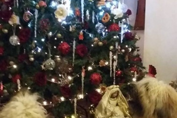 irish soft coated wheaten terrier iulius terriers
