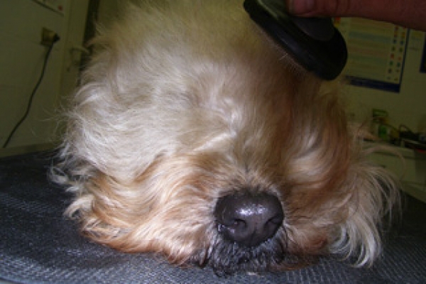 irish soft coated wheaten terrier iulius terriers
