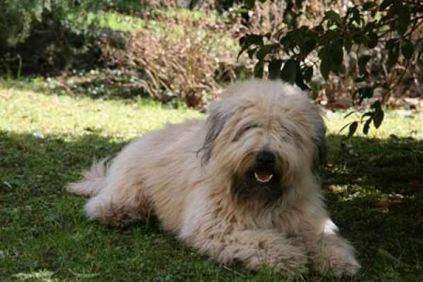 irish soft coated wheaten terrier iulius terriers