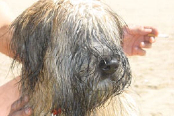 irish soft coated wheaten terrier iulius terriers
