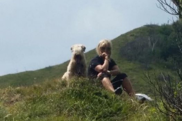 irish soft coated wheaten terrier iulius terriers