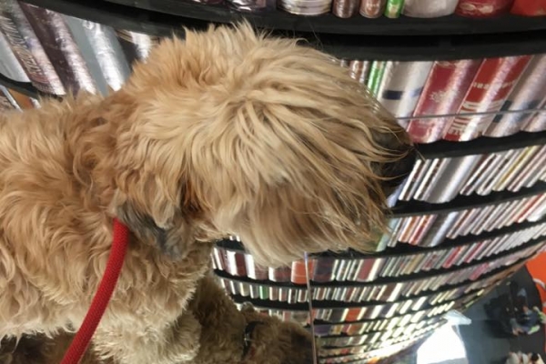 irish soft coated wheaten terrier iulius terriers