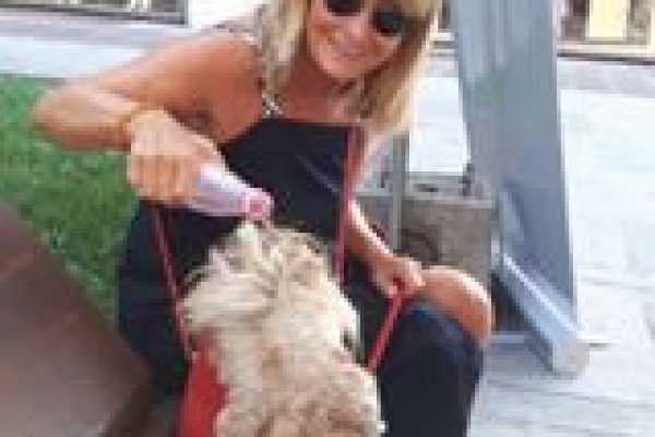 irish soft coated wheaten terrier iulius terriers