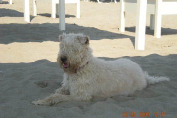 irish soft coated wheaten terrier iulius terriers