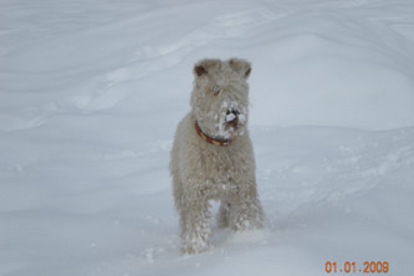 irish soft coated wheaten terrier iulius terriers
