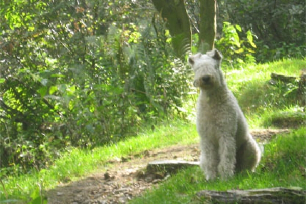 irish soft coated wheaten terrier iulius terriers
