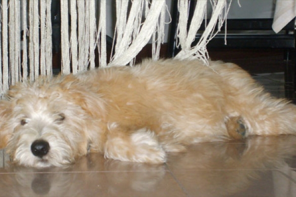 irish soft coated wheaten terrier iulius terriers