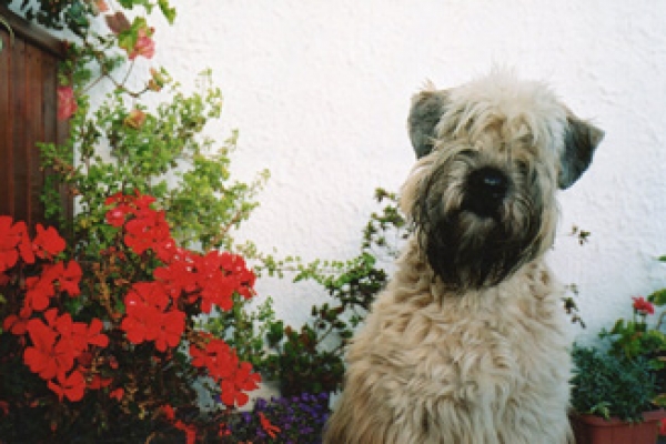 irish soft coated wheaten terrier iulius terriers