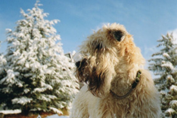 irish soft coated wheaten terrier iulius terriers