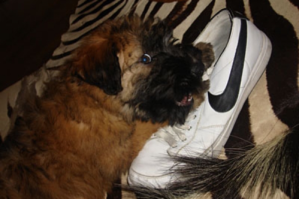 irish soft coated wheaten terrier iulius terriers