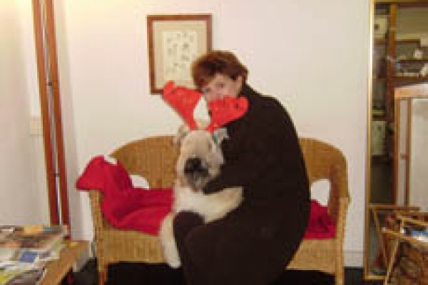 irish soft coated wheaten terrier iulius terriers