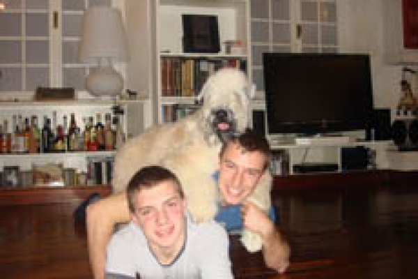 irish soft coated wheaten terrier iulius terriers