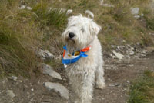 irish soft coated wheaten terrier iulius terriers