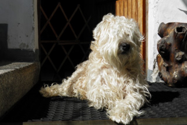 irish soft coated wheaten terrier iulius terriers