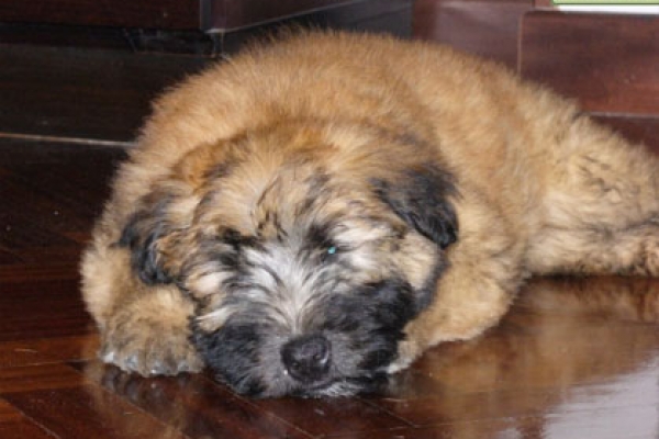 irish soft coated wheaten terrier iulius terriers