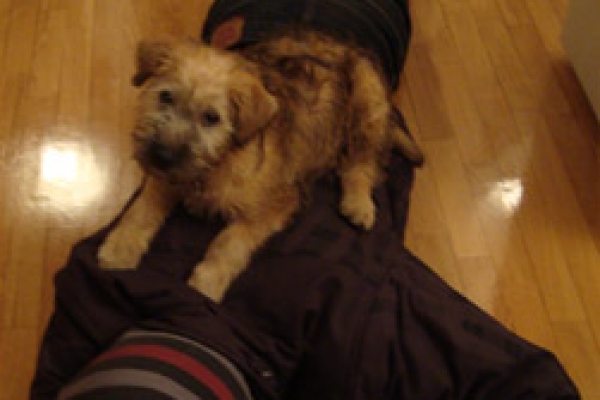 irish soft coated wheaten terrier iulius terriers
