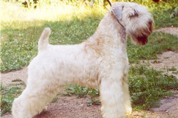 irish soft coated wheaten terrier iulius terriers