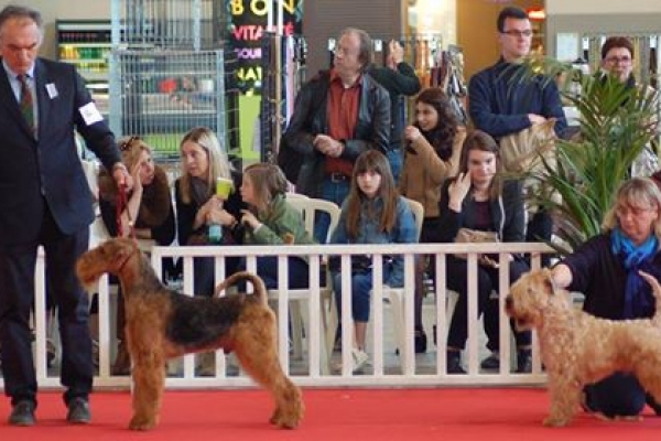 airedale terrier iulius terriers