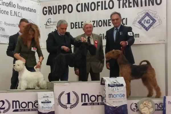 airedale terrier iulius terriers