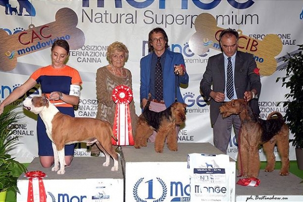 airedale terrier iulius terriers